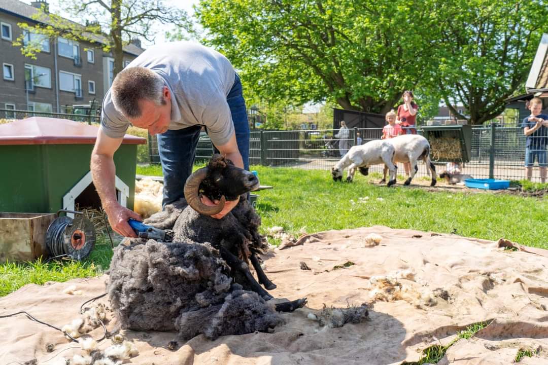 themafeesten schapen scheren
